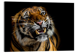 Acrylglasbild  Sumatra-Tiger faucht