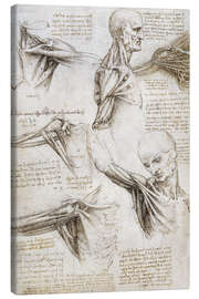 Leinwandbild  Muskeln und Sehnen der Schulter und des Armes - Leonardo da Vinci