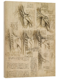 Holzbild  Muskeln der Wirbelsäule - Leonardo da Vinci