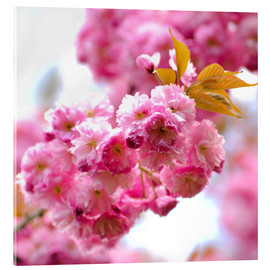 Acrylglasbild  Kirschblüte