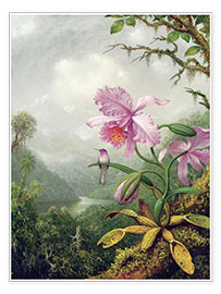 Poster  Kolibri thront auf einer Orchidee - Martin Johnson Heade