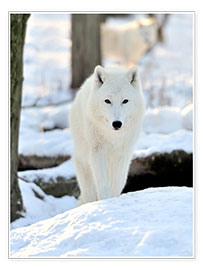 Poster Schöner weißer Wolf im Winter