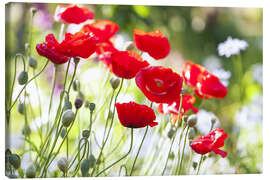 Leinwandbild  Rote Mohnblumen an einem sonnigen Tag