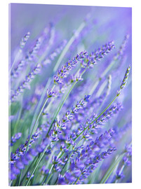 Acrylglasbild  Lila Lavender