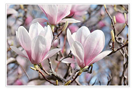 Poster Magnolienblüte