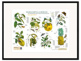 Gerahmter Kunstdruck  Maria Sibylla Merian - Surinam Mai bis August - Planet Poster Editions